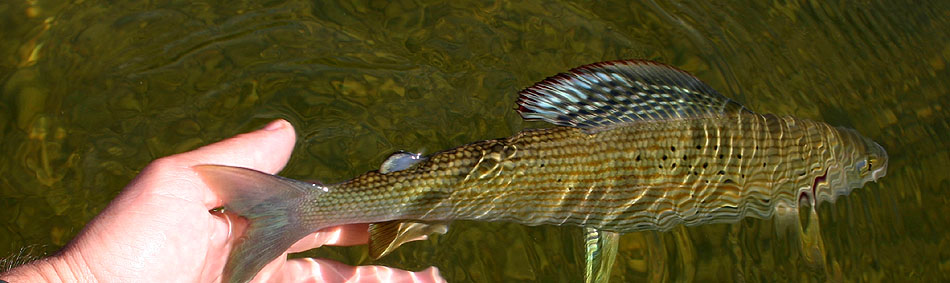 peche a la mouche